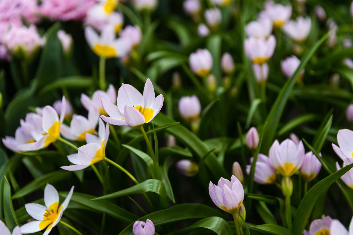 Botaaninen tulppaani 'Saxatilis' / 'Lilac Wonder'